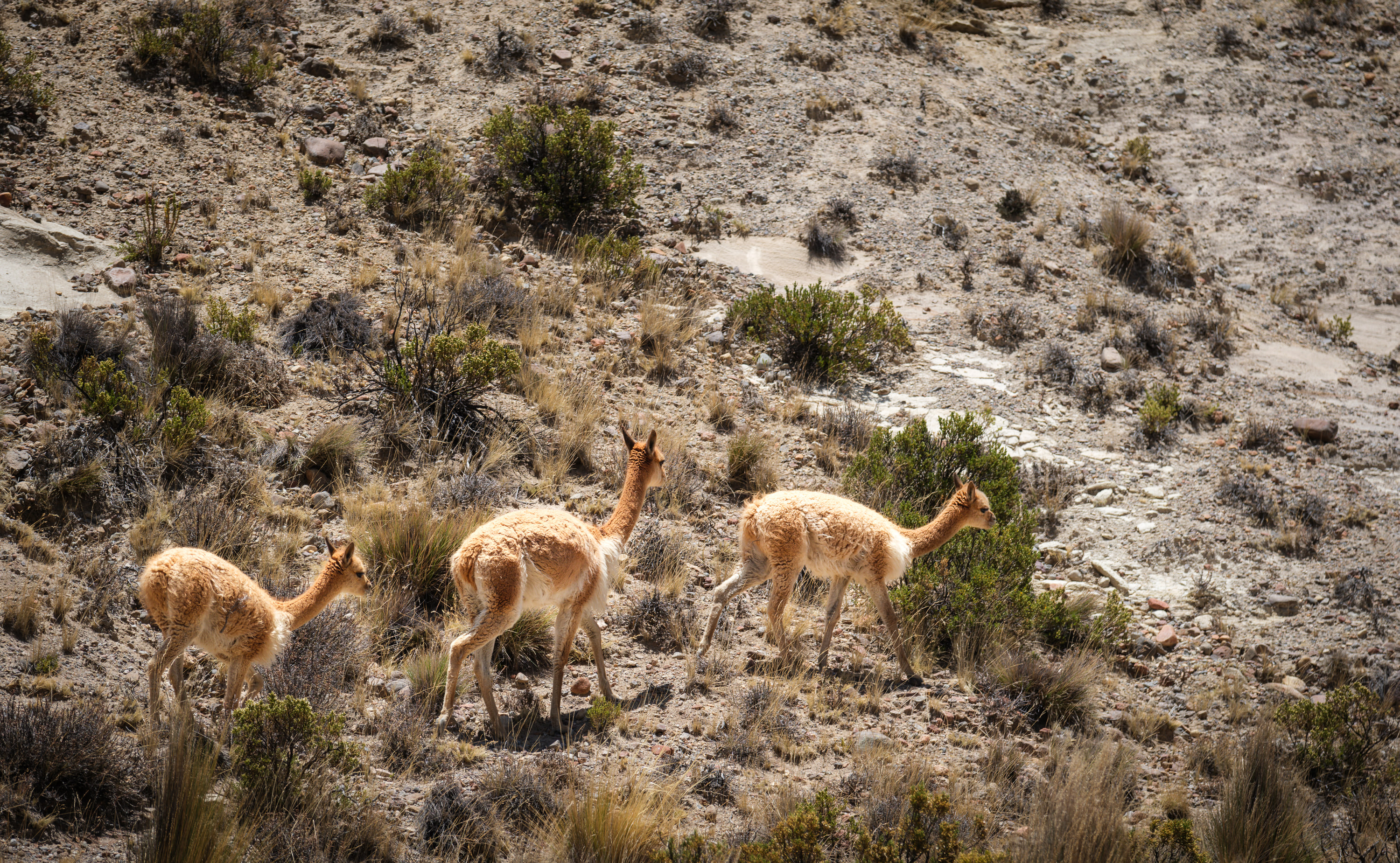 Arequipa and Colca Canyon