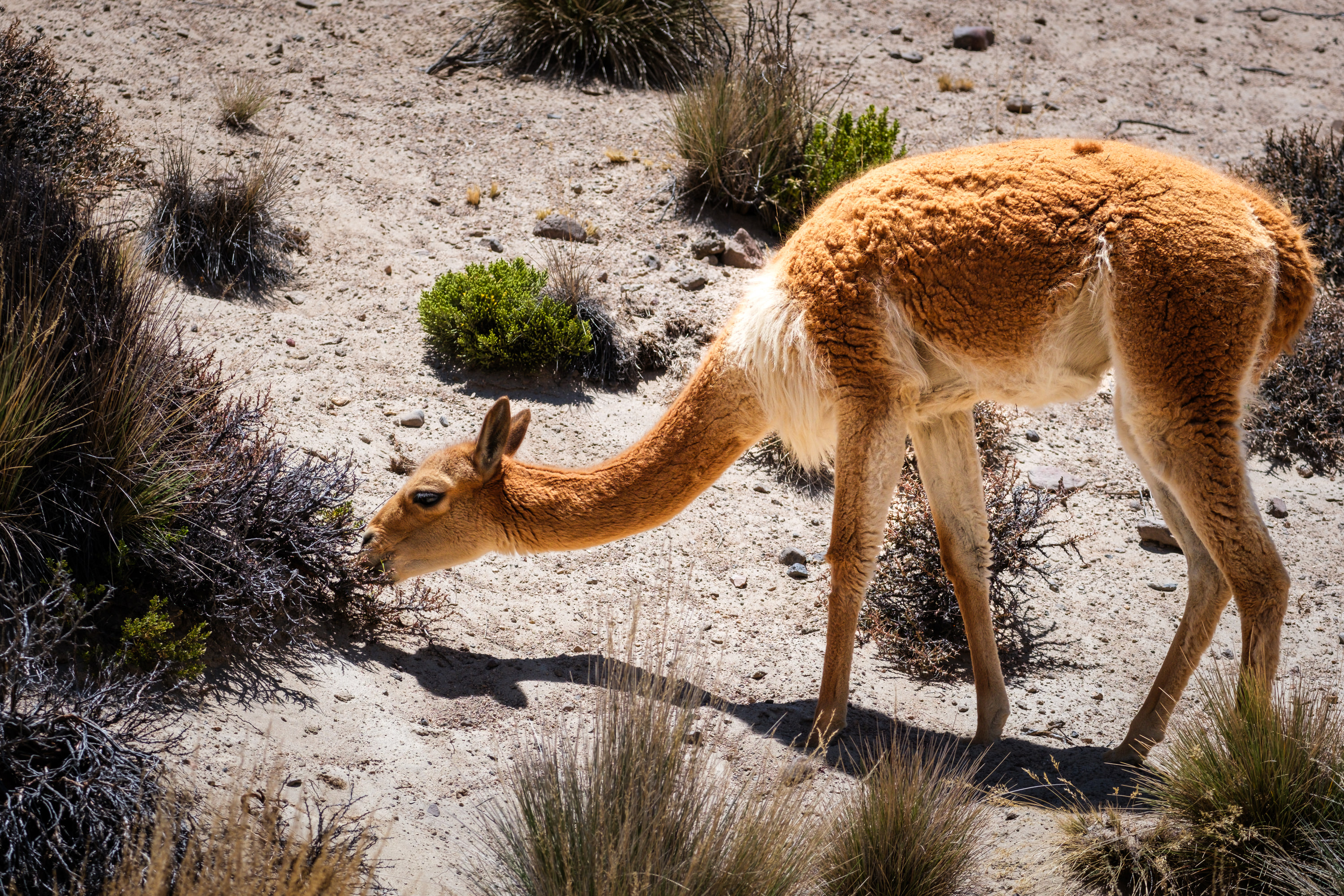 Arequipa and Colca Canyon
