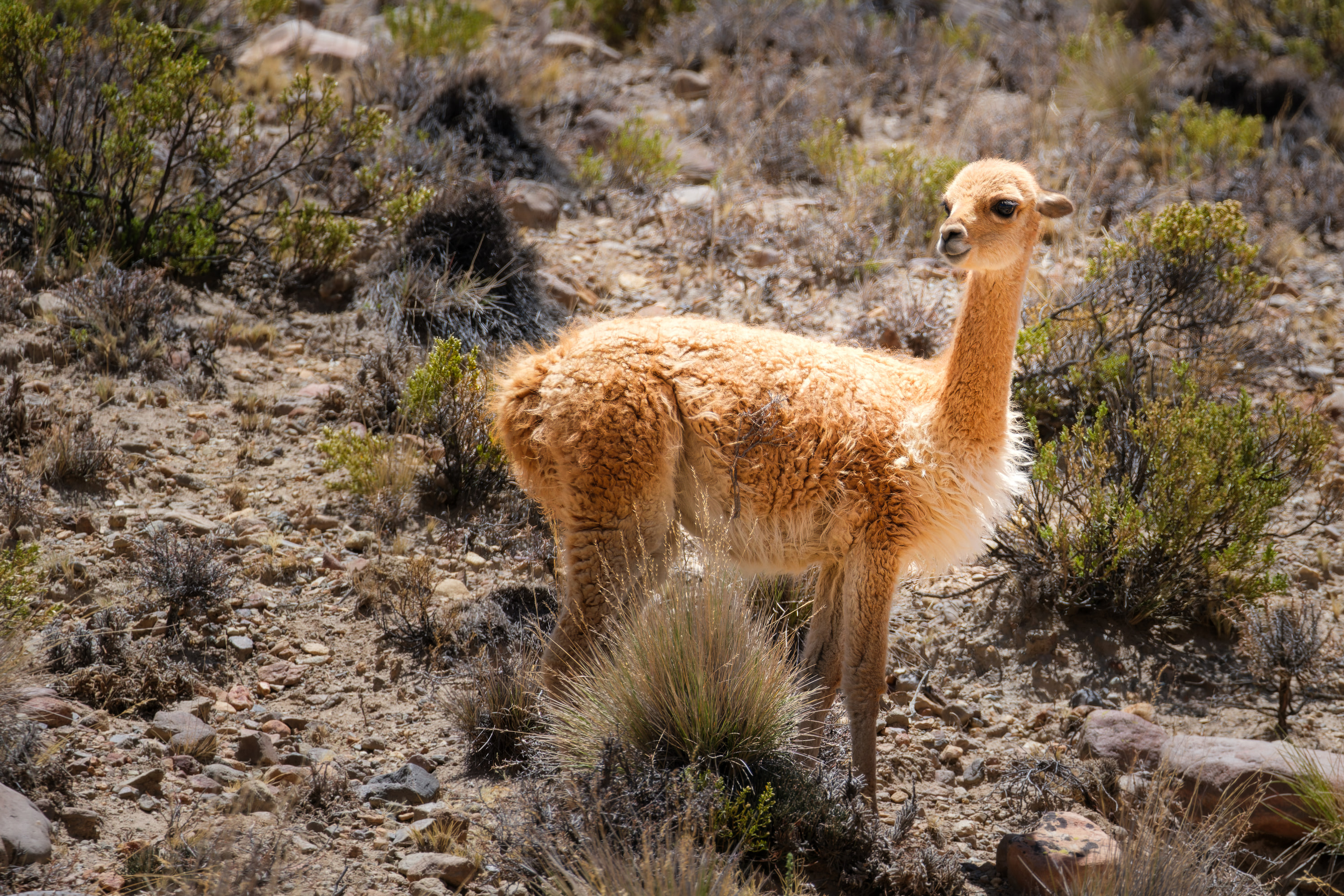 Arequipa and Colca Canyon