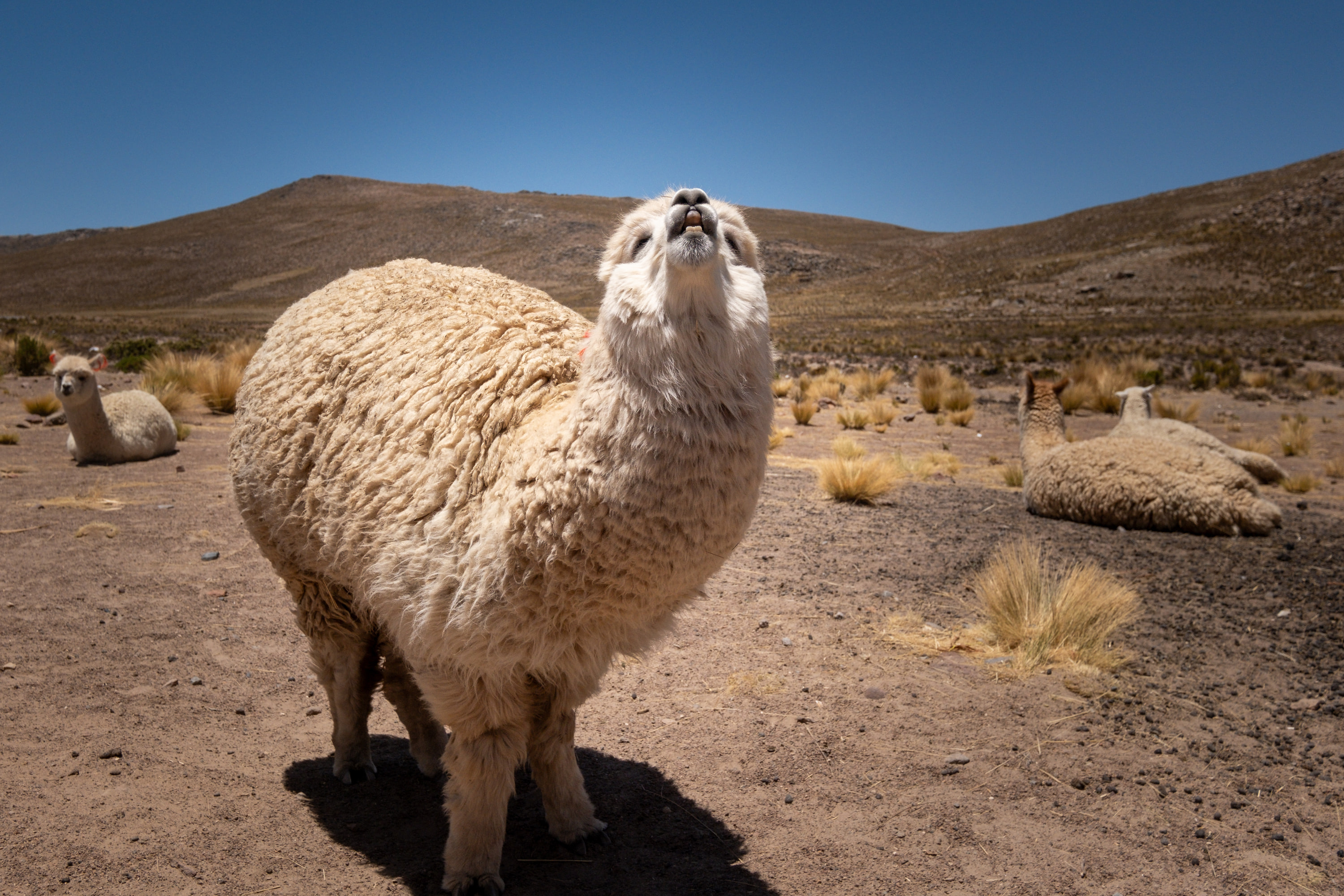 Arequipa and Colca Canyon