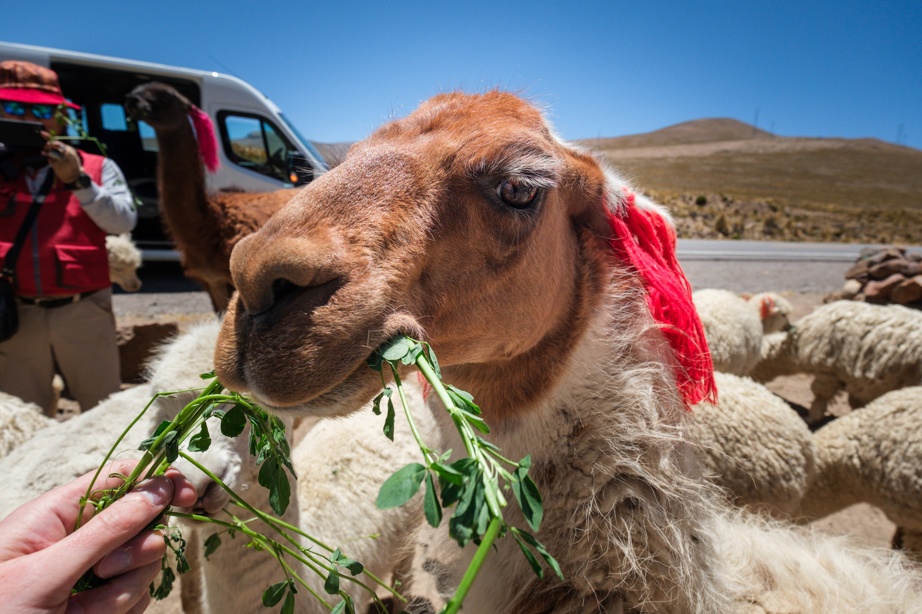 Arequipa and Colca Canyon