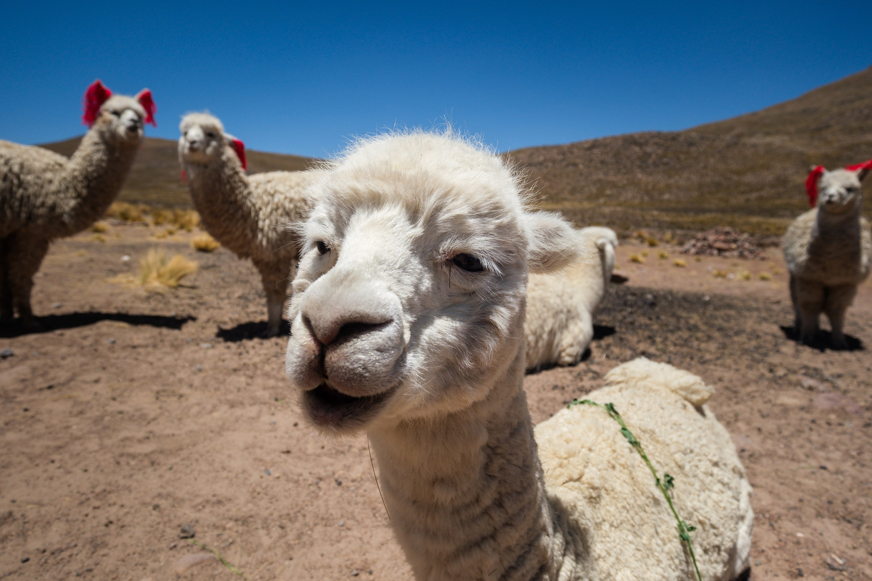 Arequipa and Colca Canyon