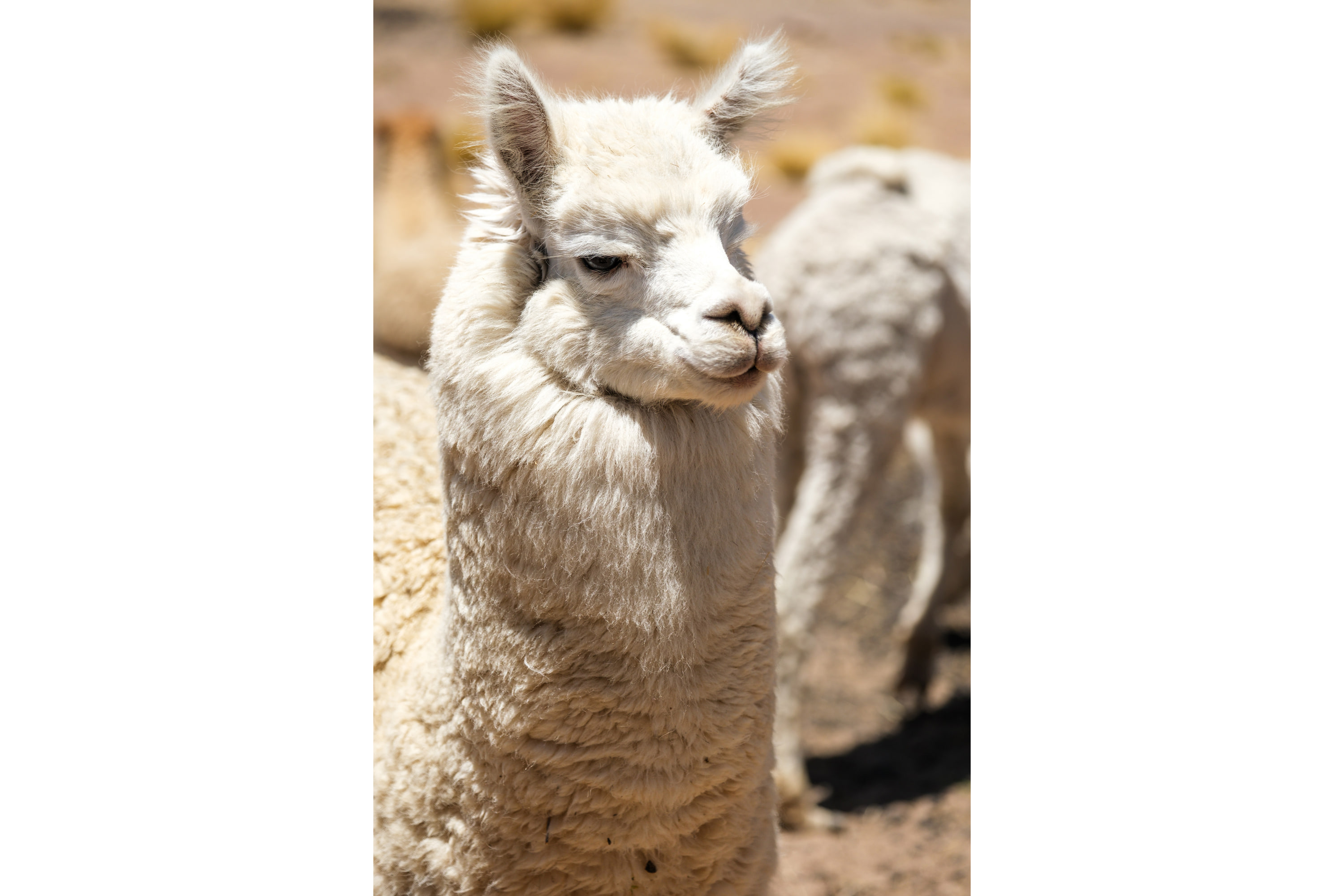Arequipa and Colca Canyon