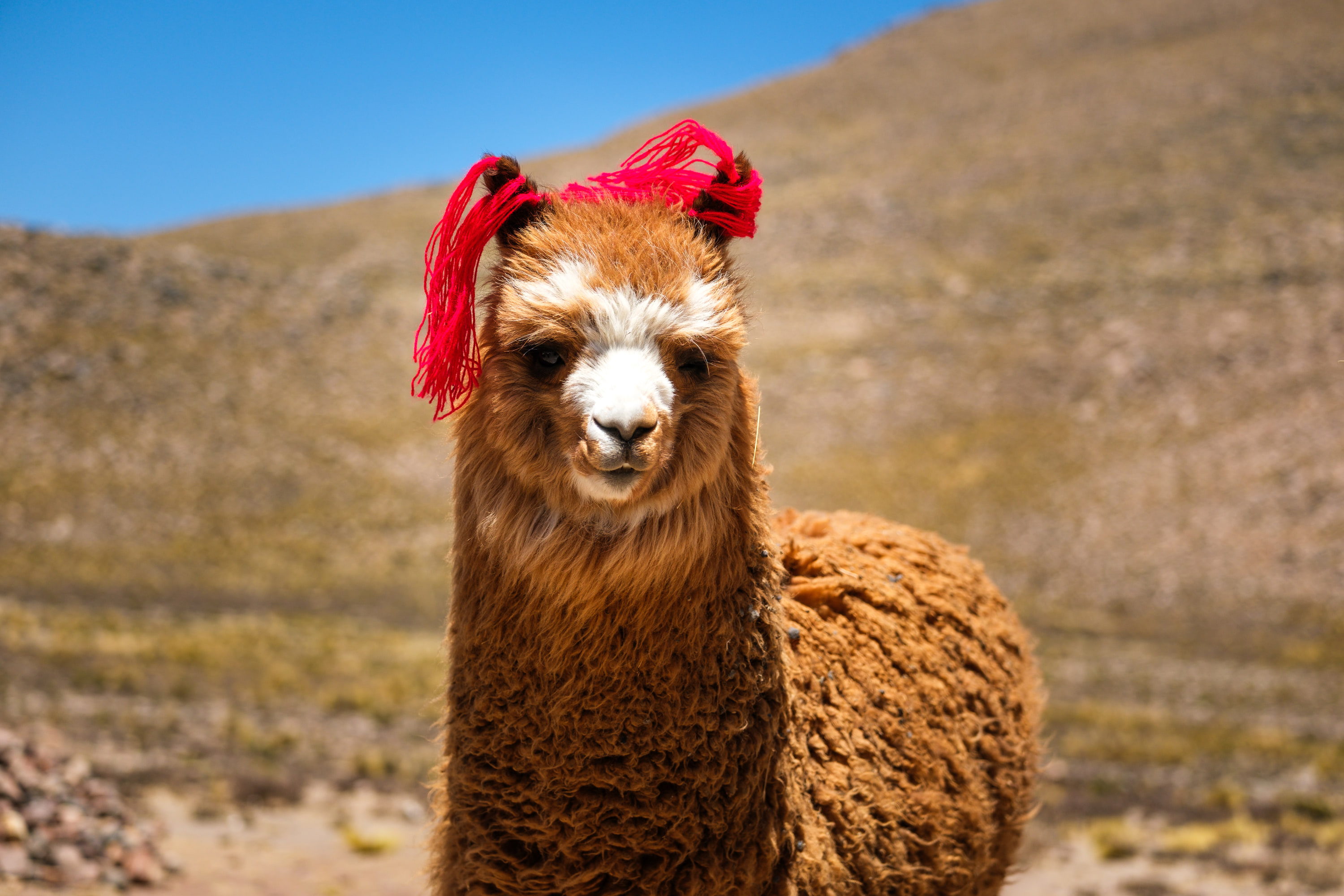 Arequipa and Colca Canyon