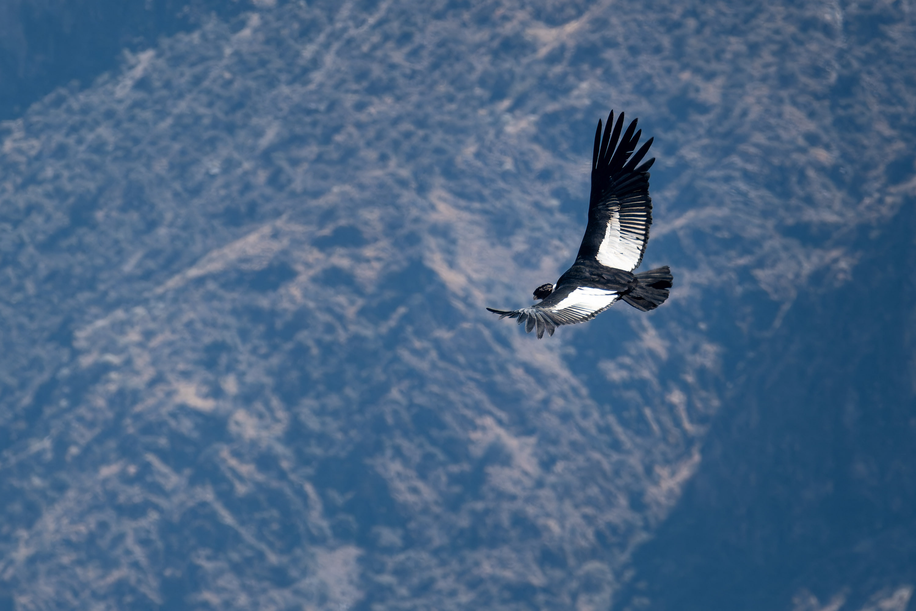 Arequipa and Colca Canyon