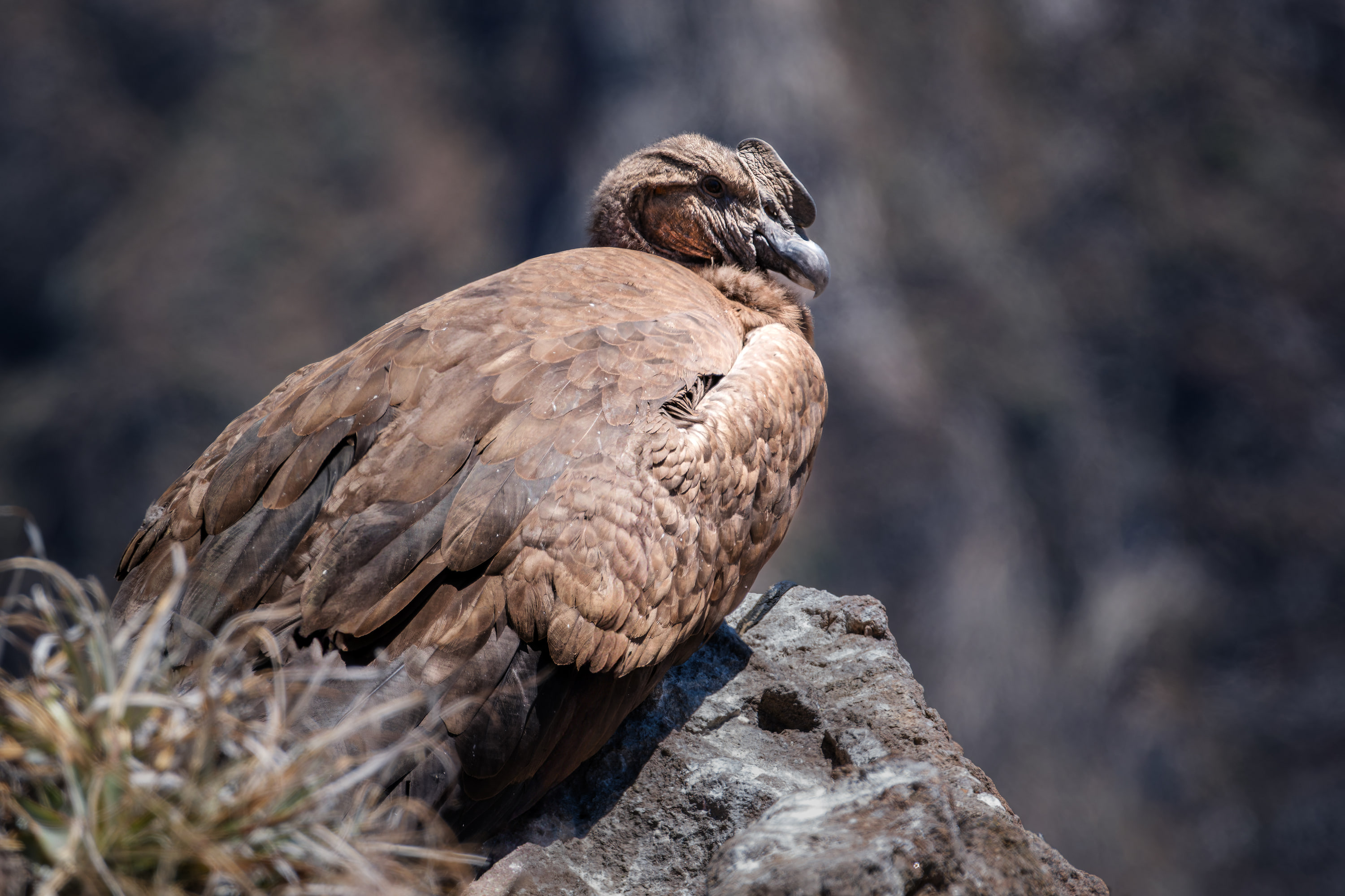 Arequipa and Colca Canyon