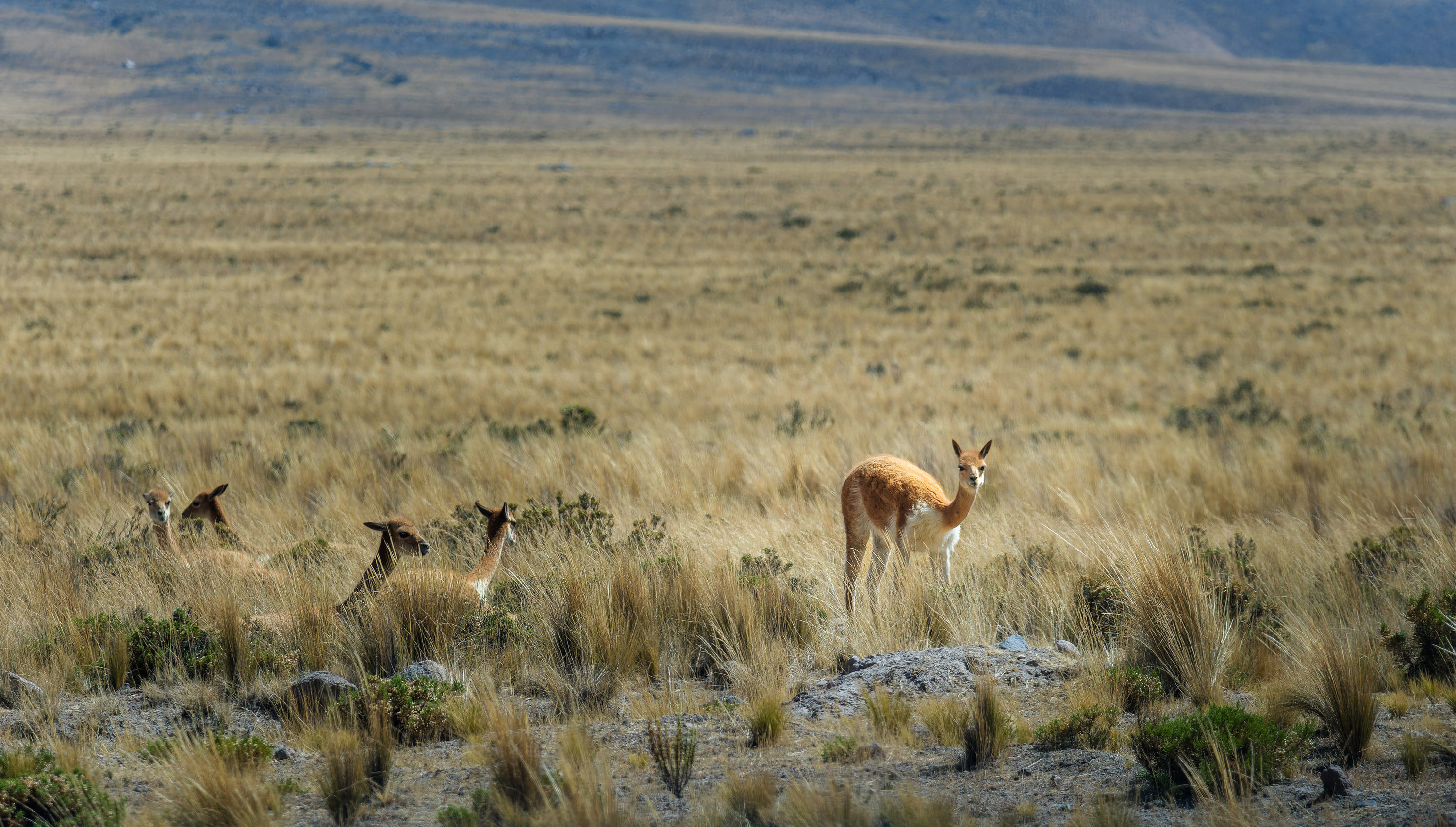 Arequipa and Colca Canyon