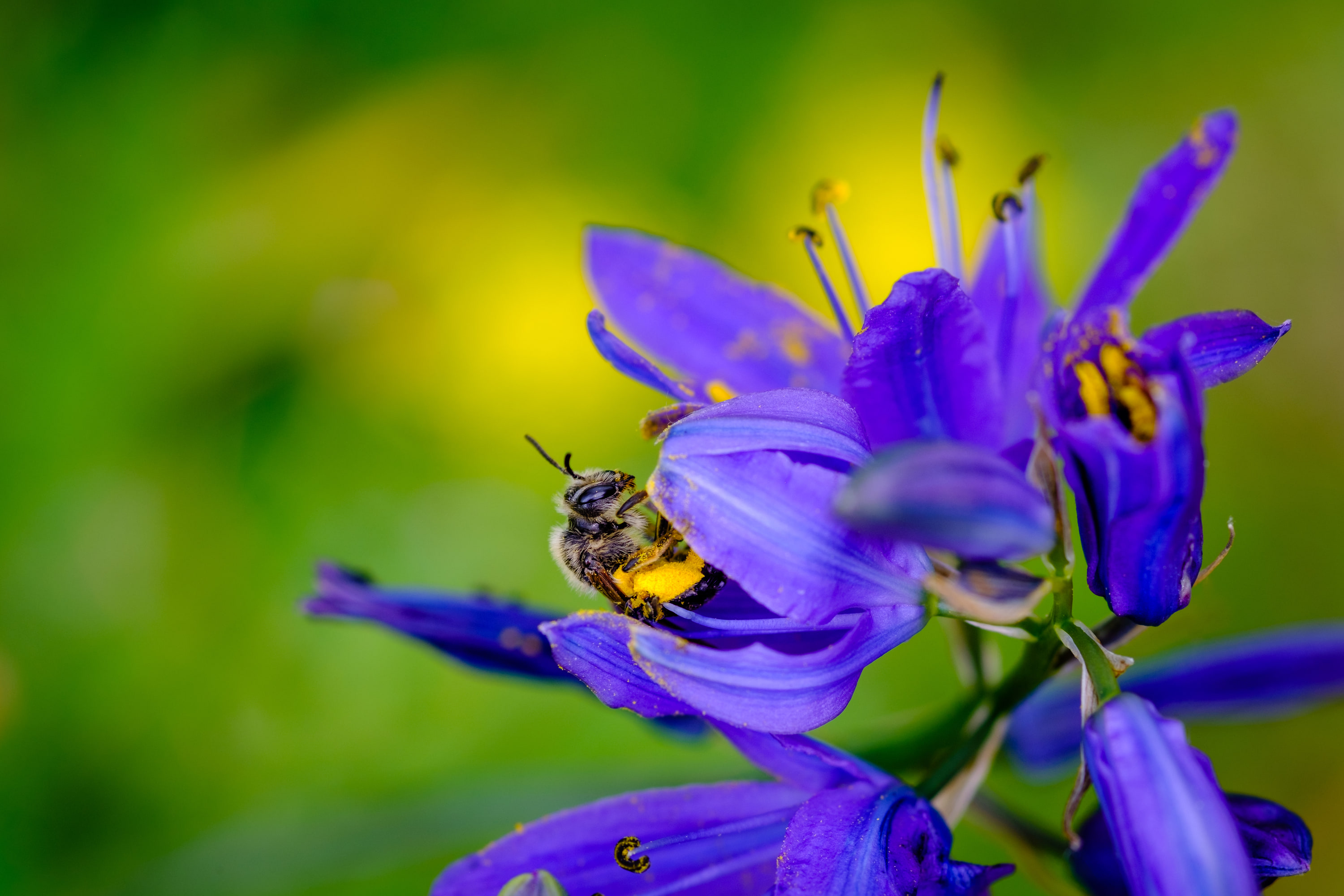 Bumble bee (Bombus sp.), BC