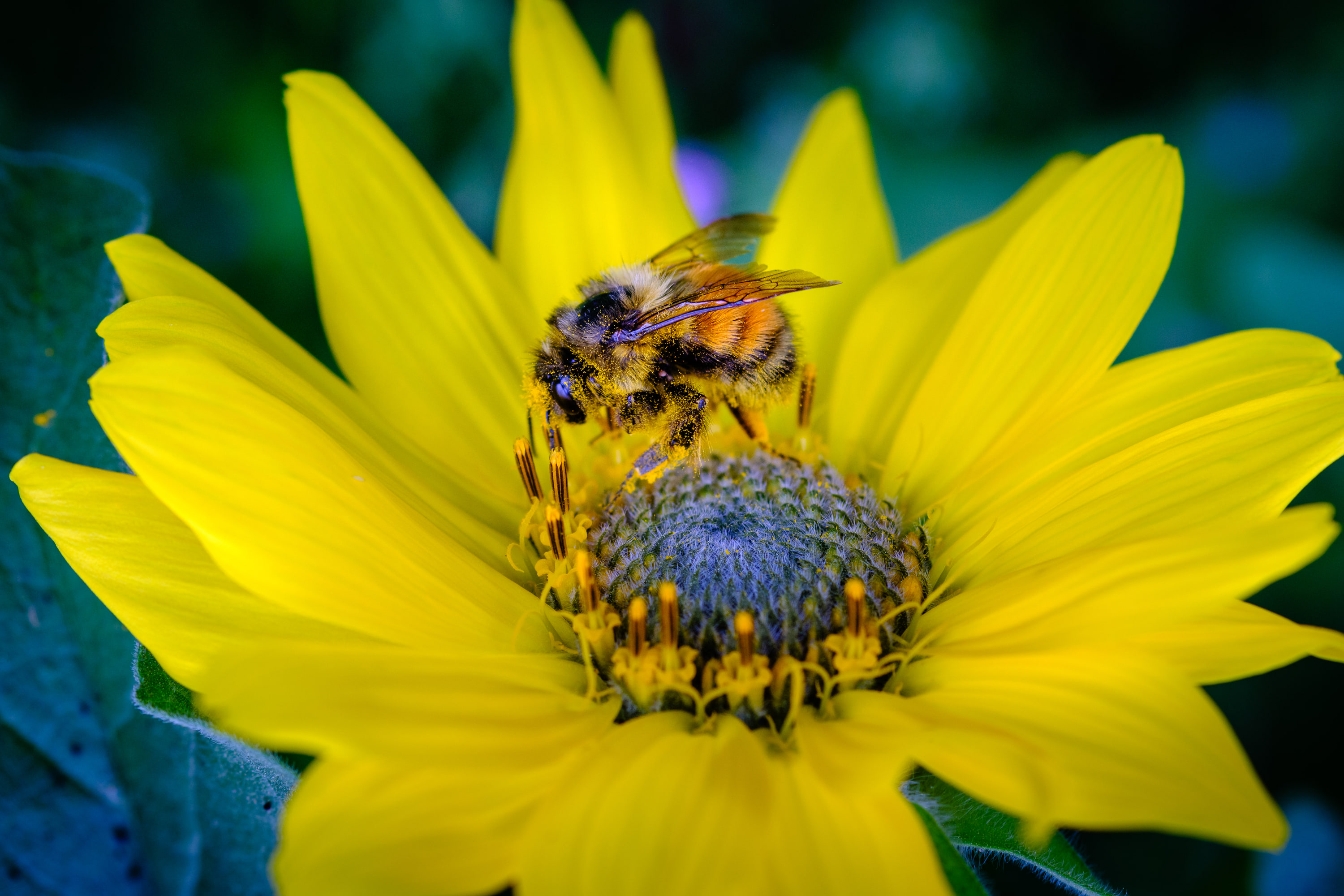 Bumble bee (Bombus sp.), BC