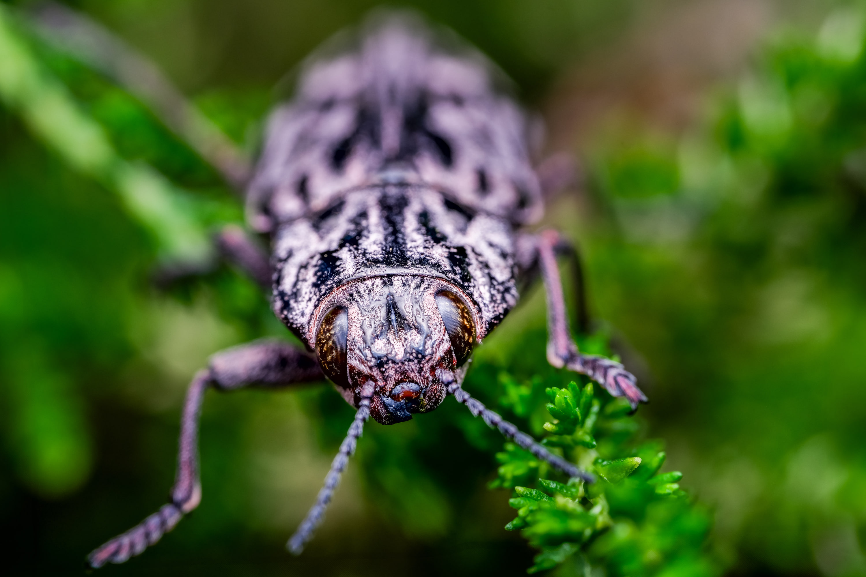 Western sculptured pine borer (Chalcophora angulicollis), BC