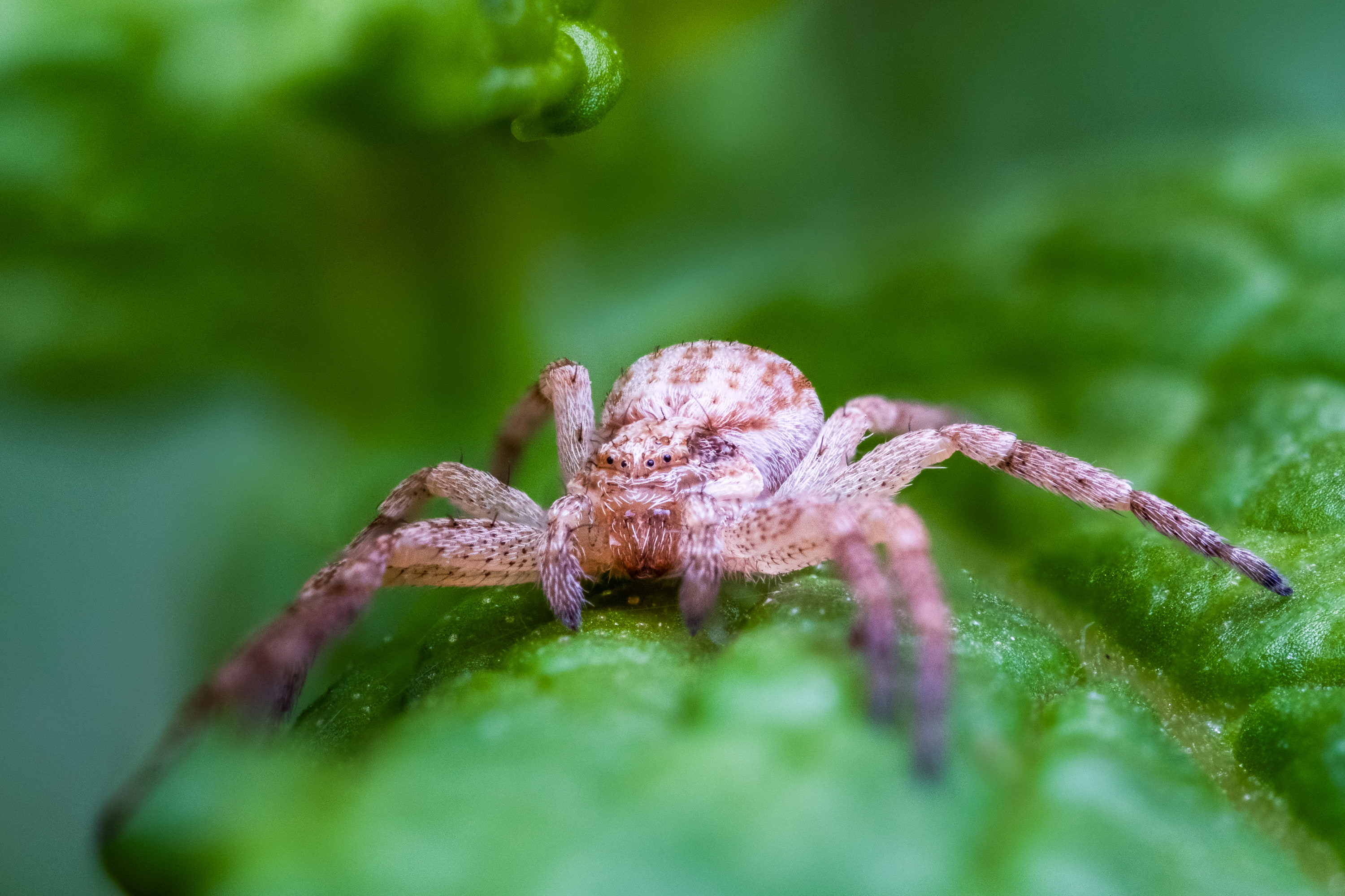 Running crab spider (Philodromus sp.), BC