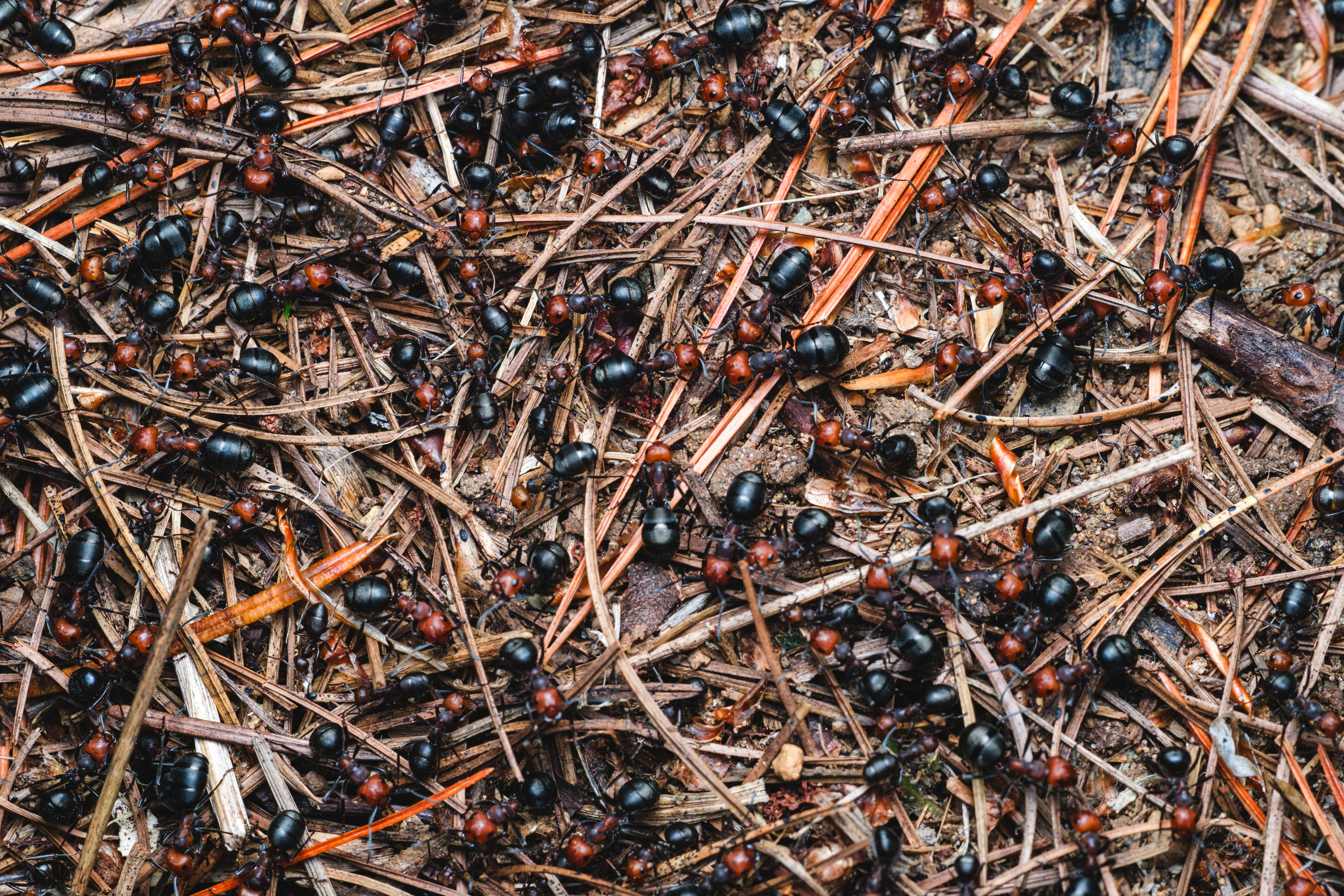 Western thatching ants (Formica obsuripes), BC