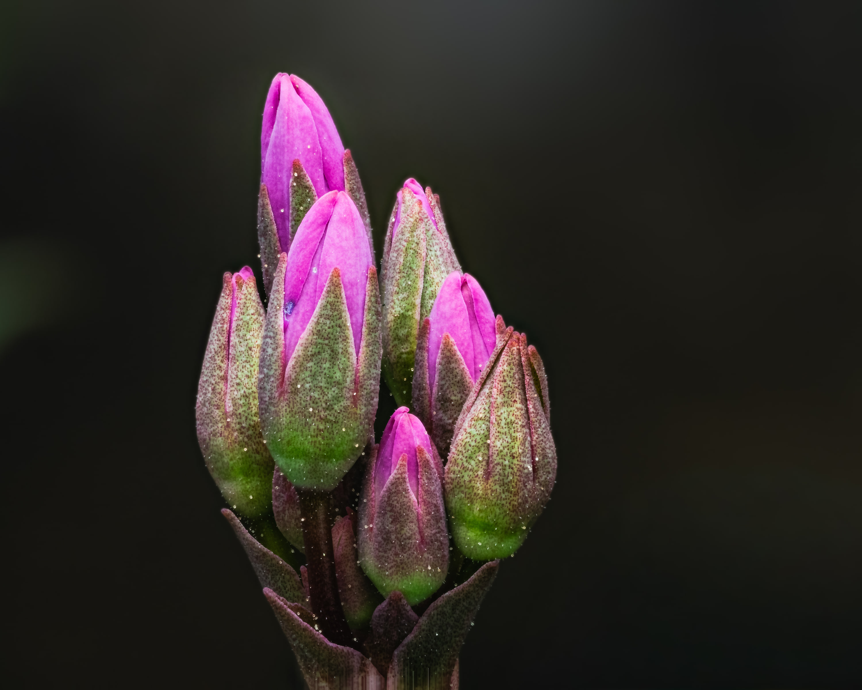 Few-flowered shootingstar (Dodecatheon pulchellum)