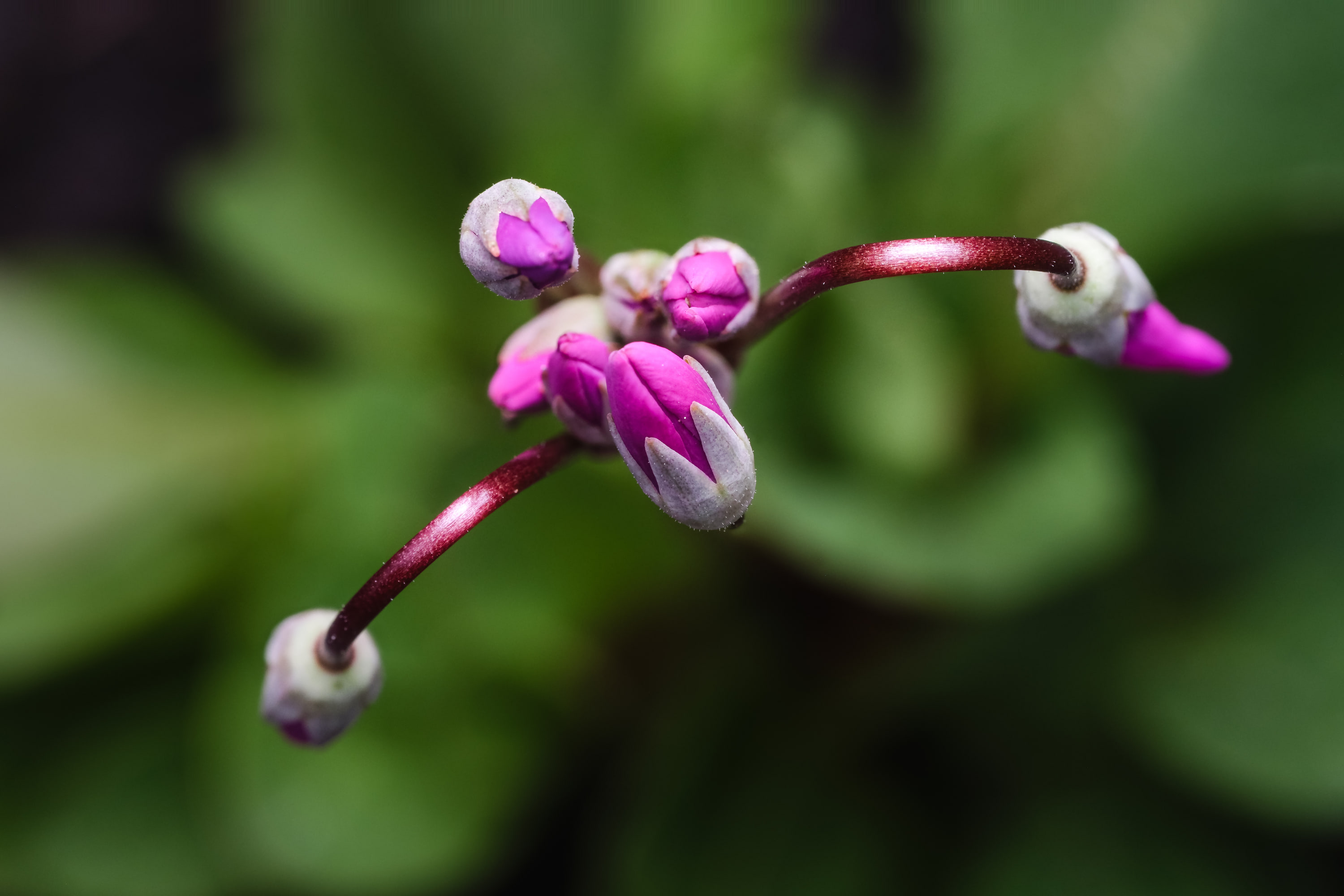 Few-flowered shootingstar (Dodecatheon pulchellum)