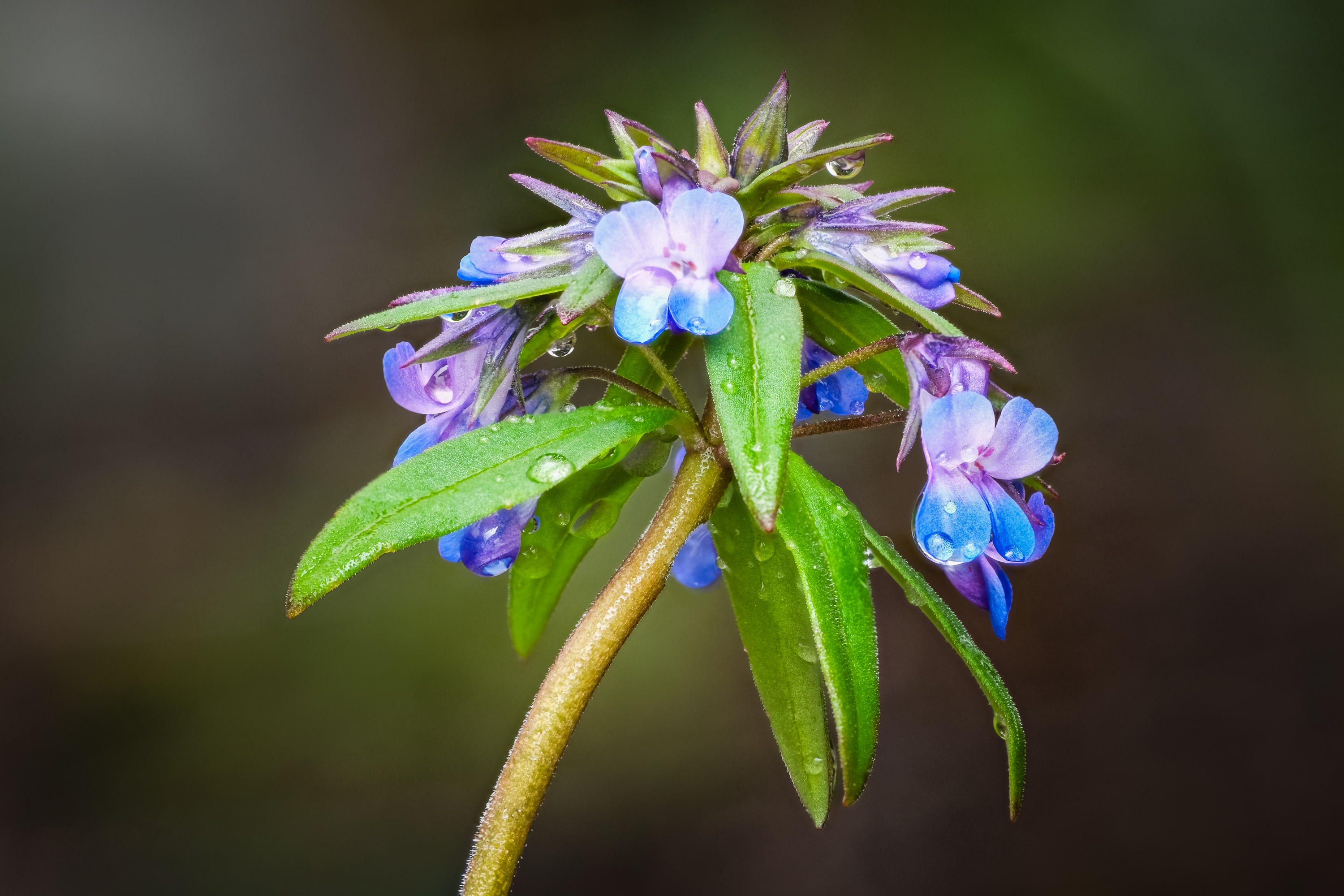 Small-flowered blue-eyed Mary (Collinsia parviflora)