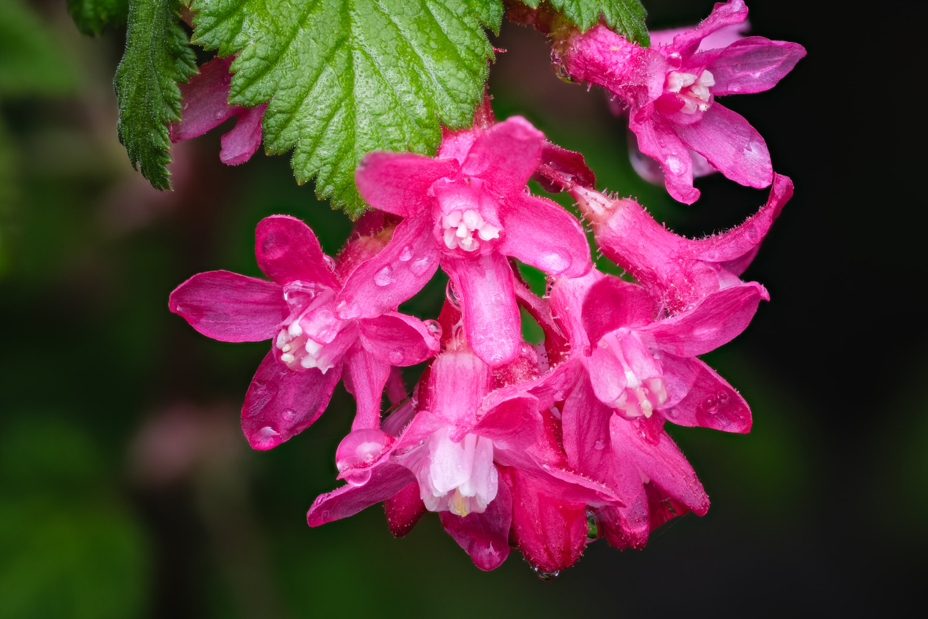 Red flowering currant (Ribes sanguineum)