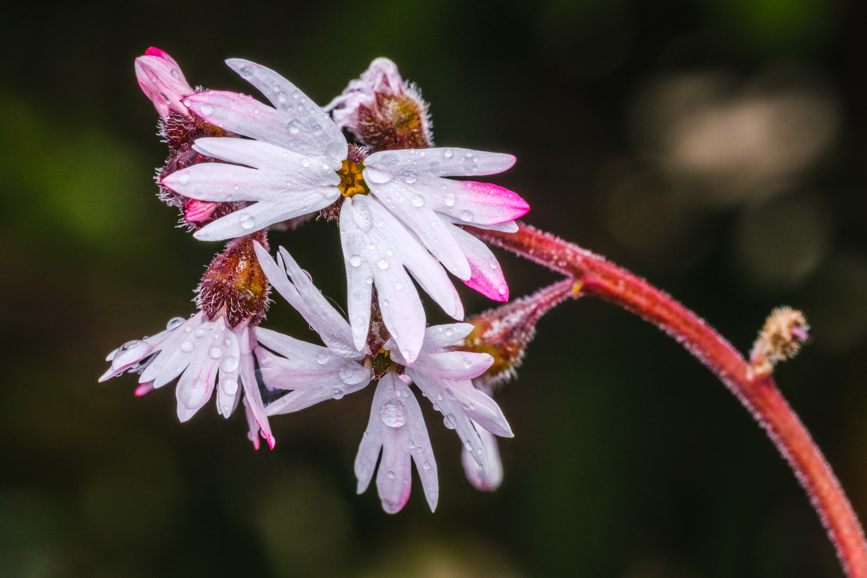 Small-flowered woodland star (Lithophragma parviflorum)