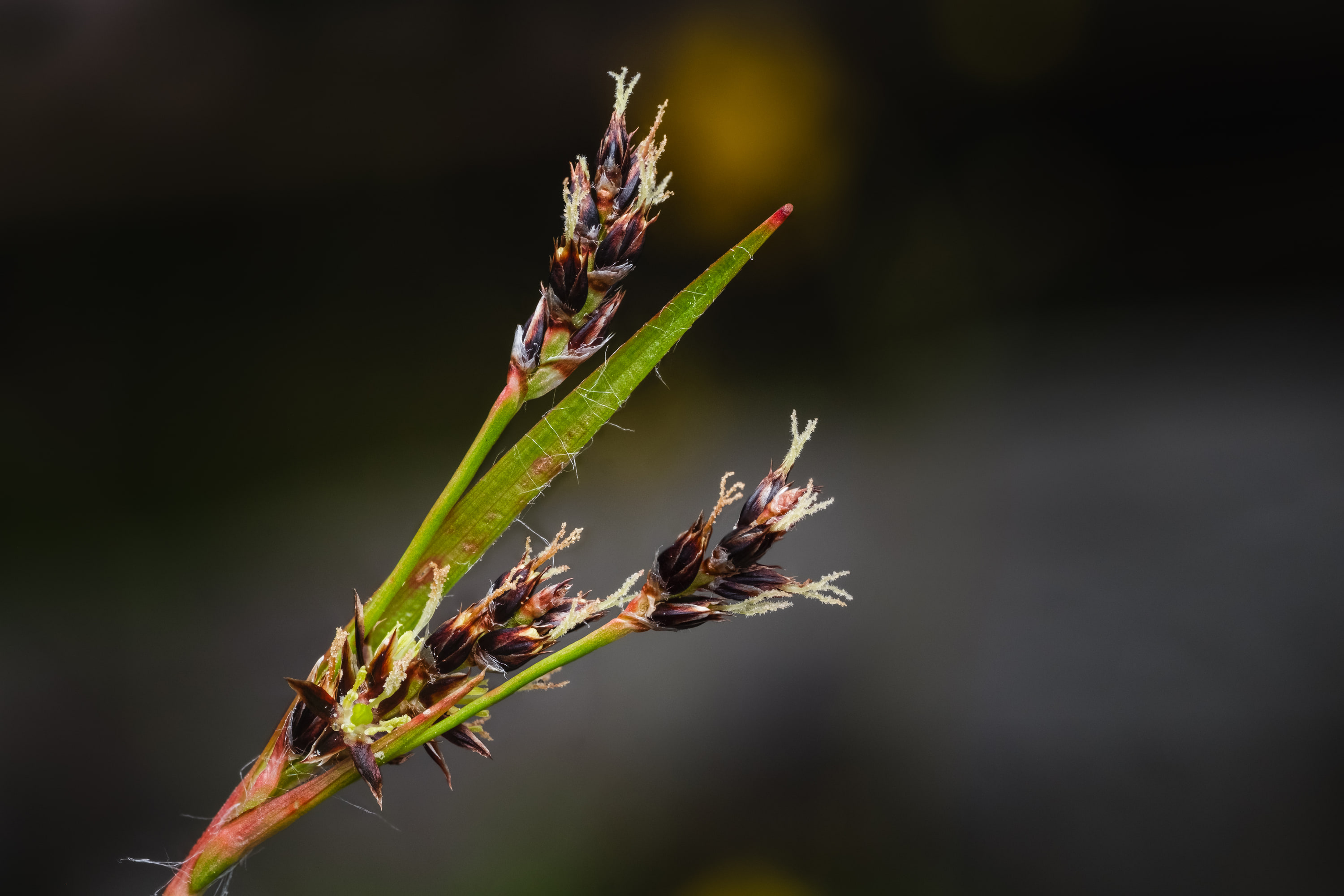 Prairie woodrush (Luzula subsessilis)