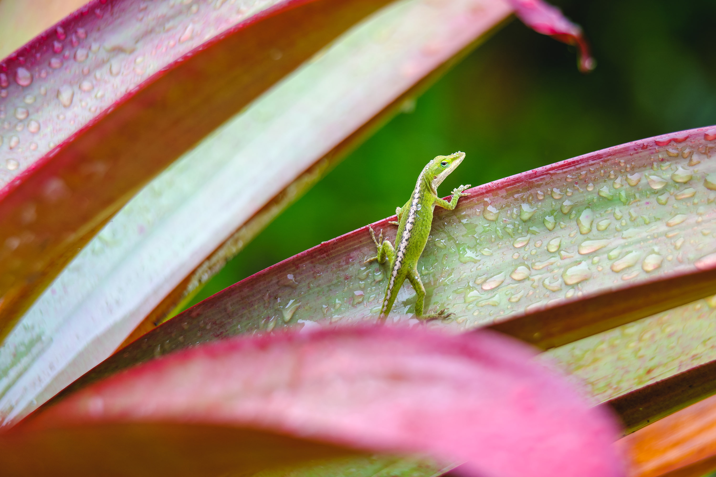 Green anole (Anolis carolinensis)