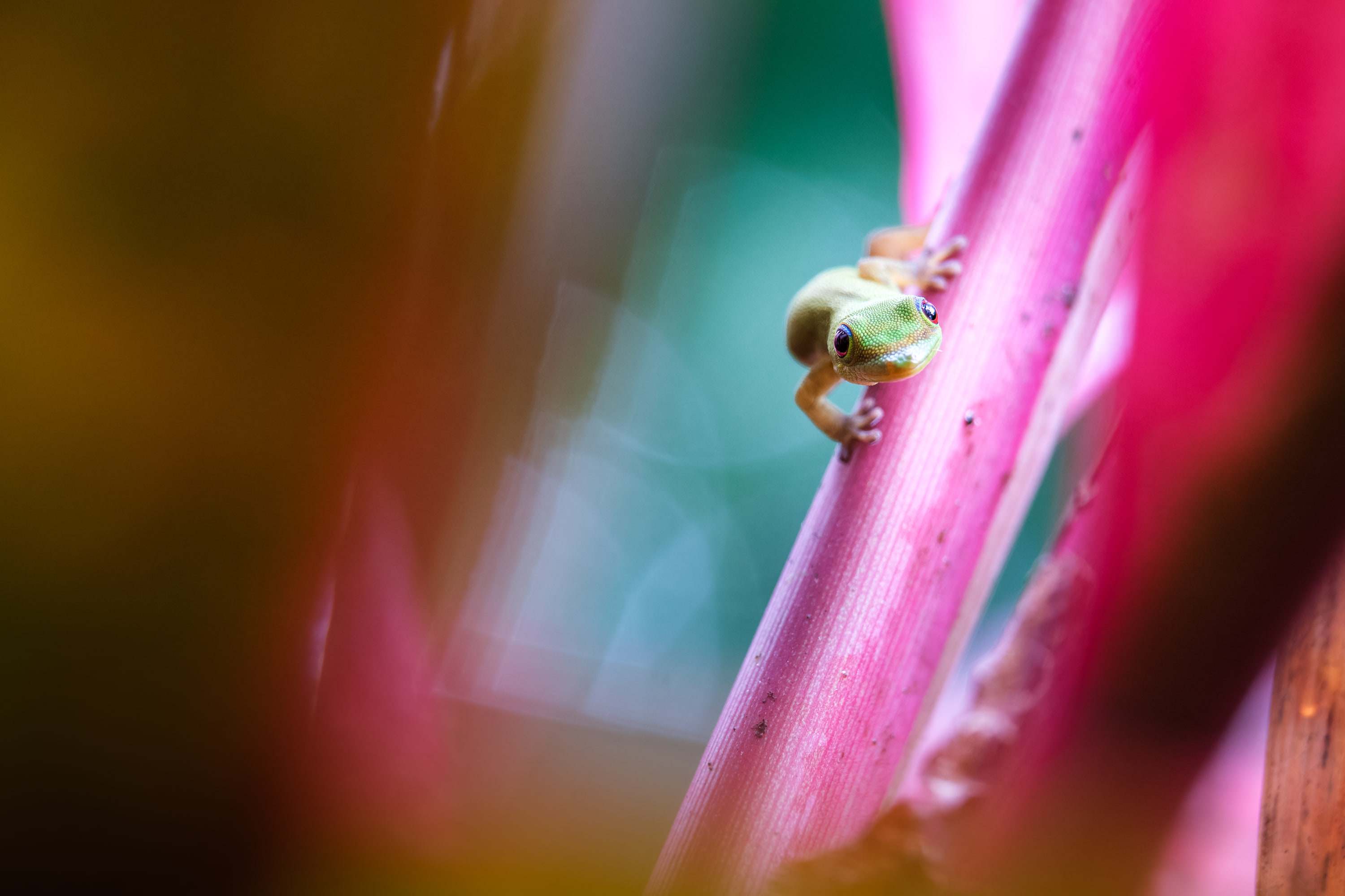 Gold dust day gecko (Phelsuma laticauda)