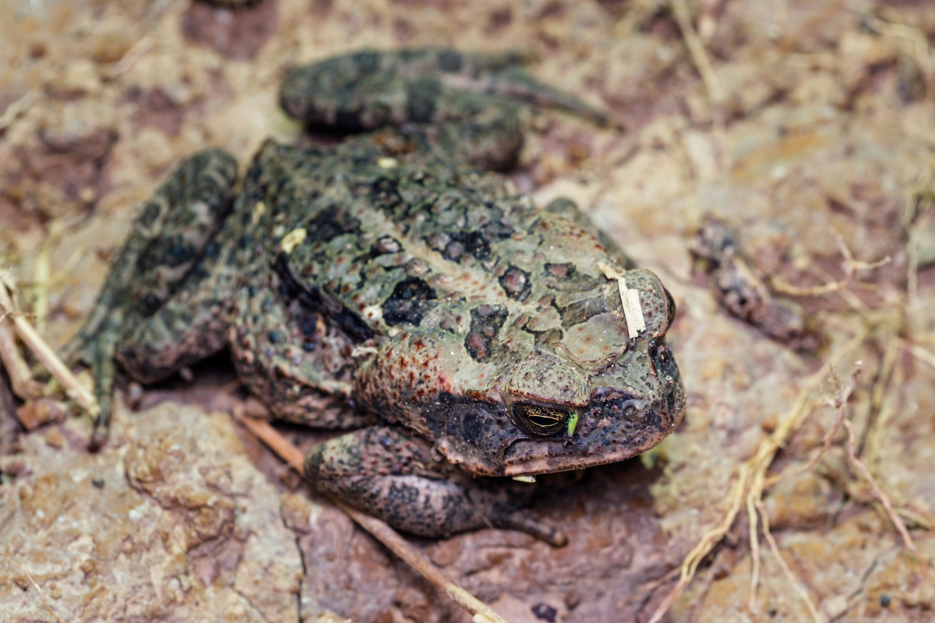 Cane toad (Rhinella marina)