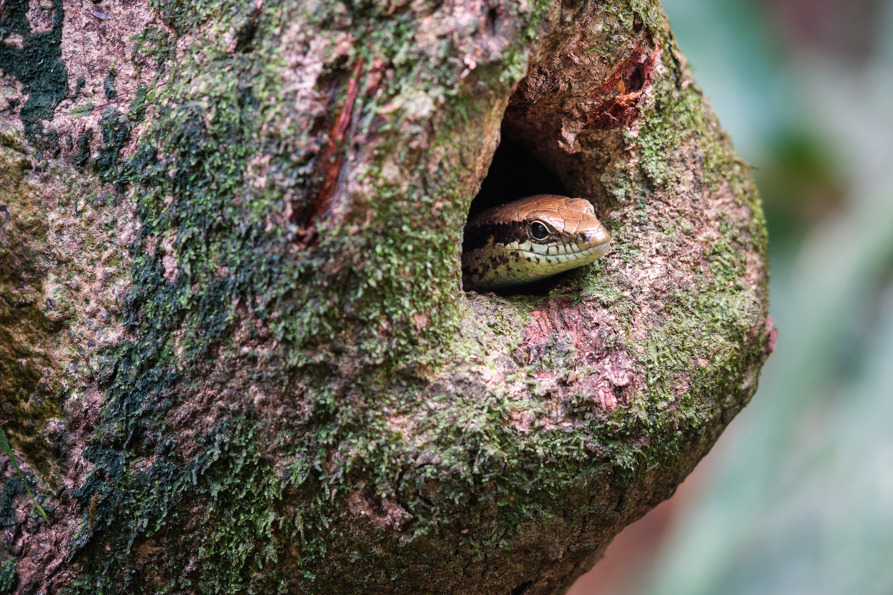 Long-tailed skink (Mabuya altamazonica)
