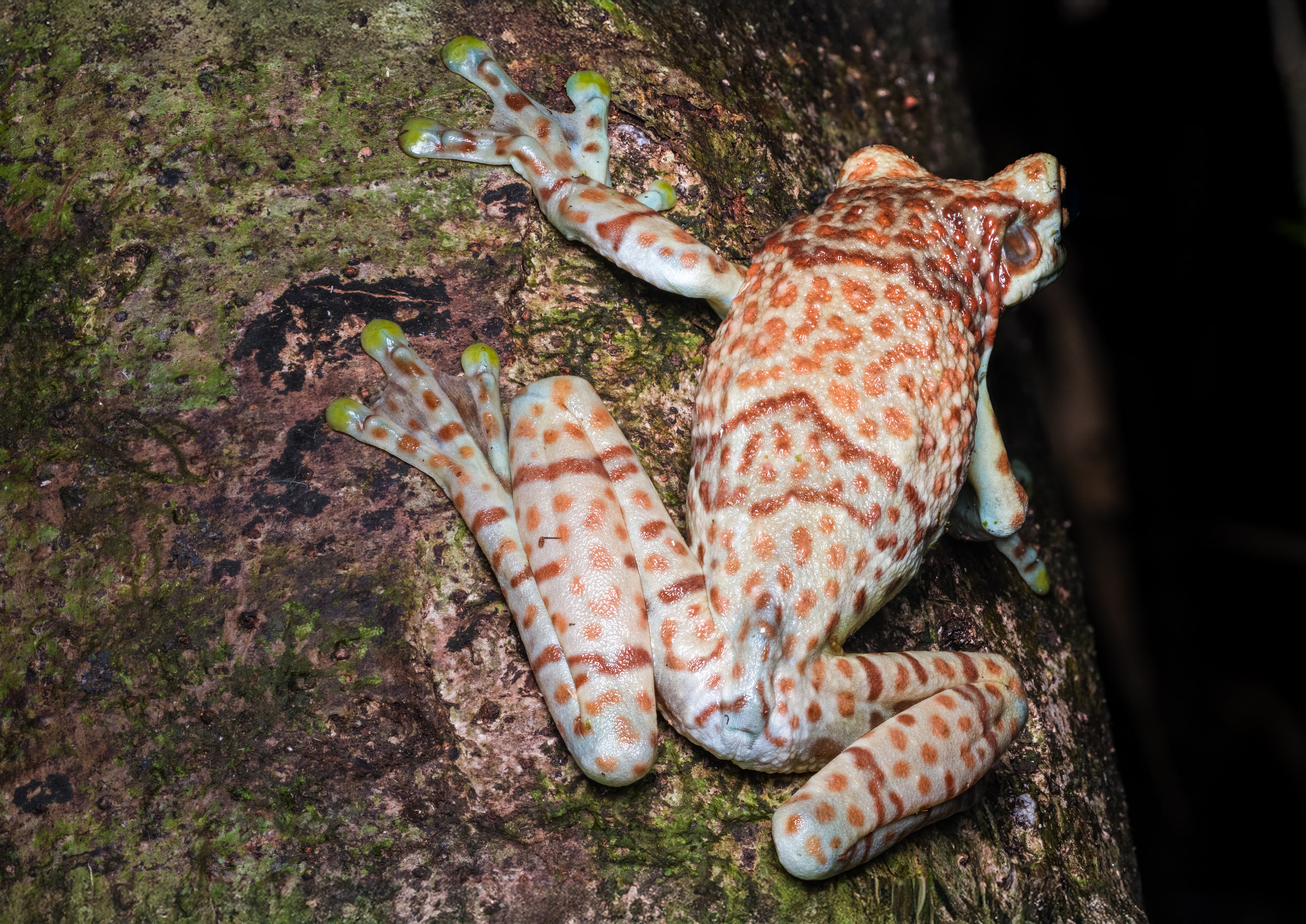 Amazon milk frog (Trachycephalus resinifictrix)