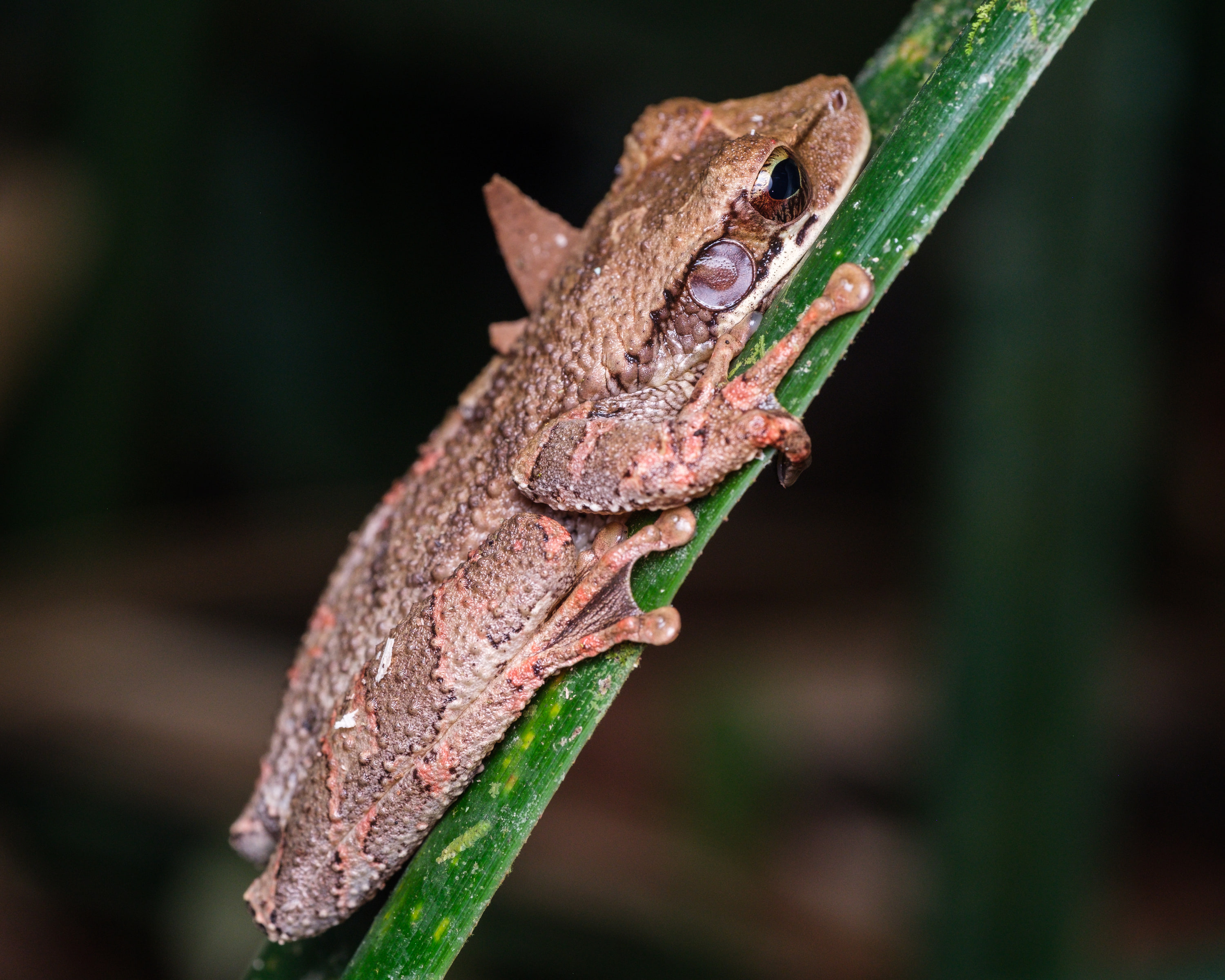 Tree frog (Osteocephalus sp.)