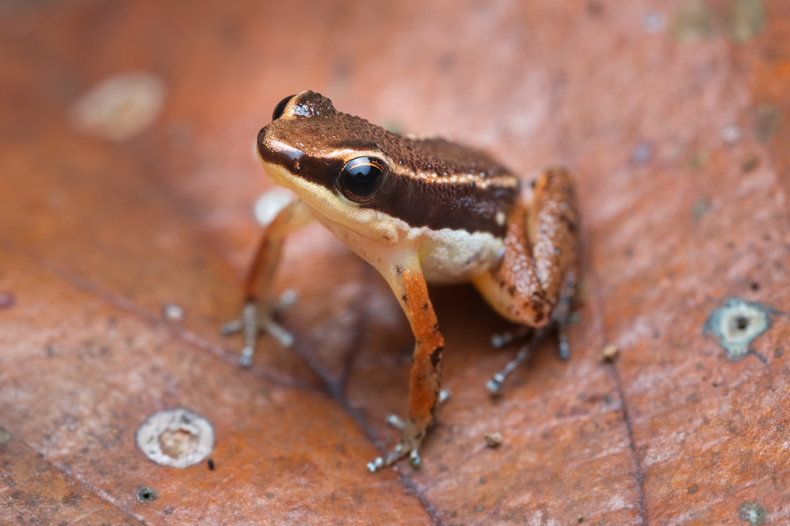Allobates sp.