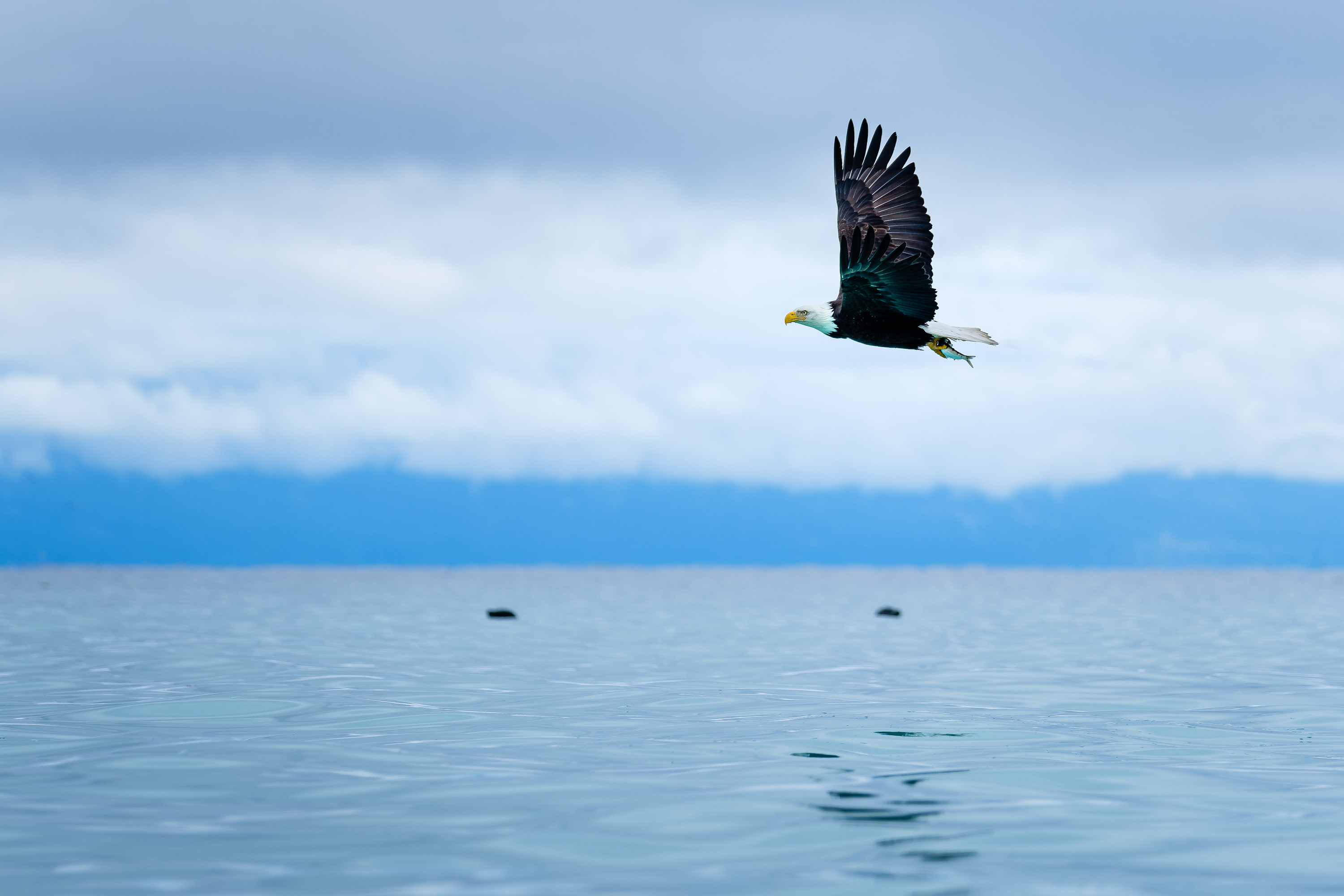 Wildlife