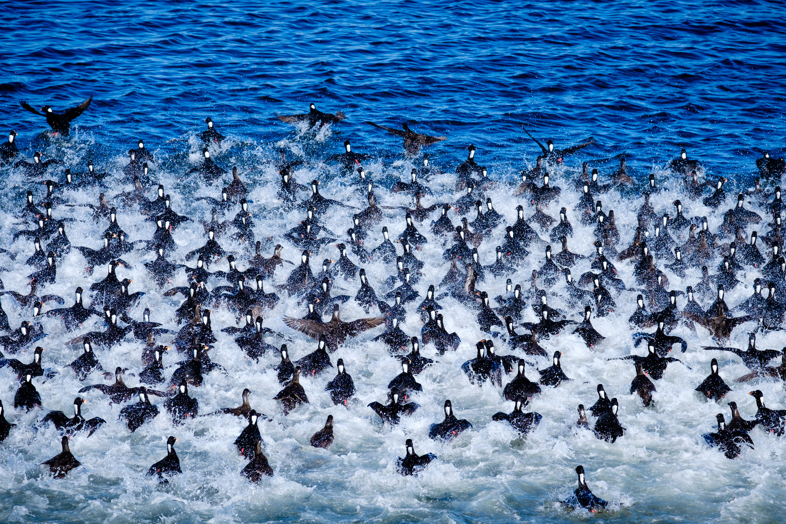 Wildlife