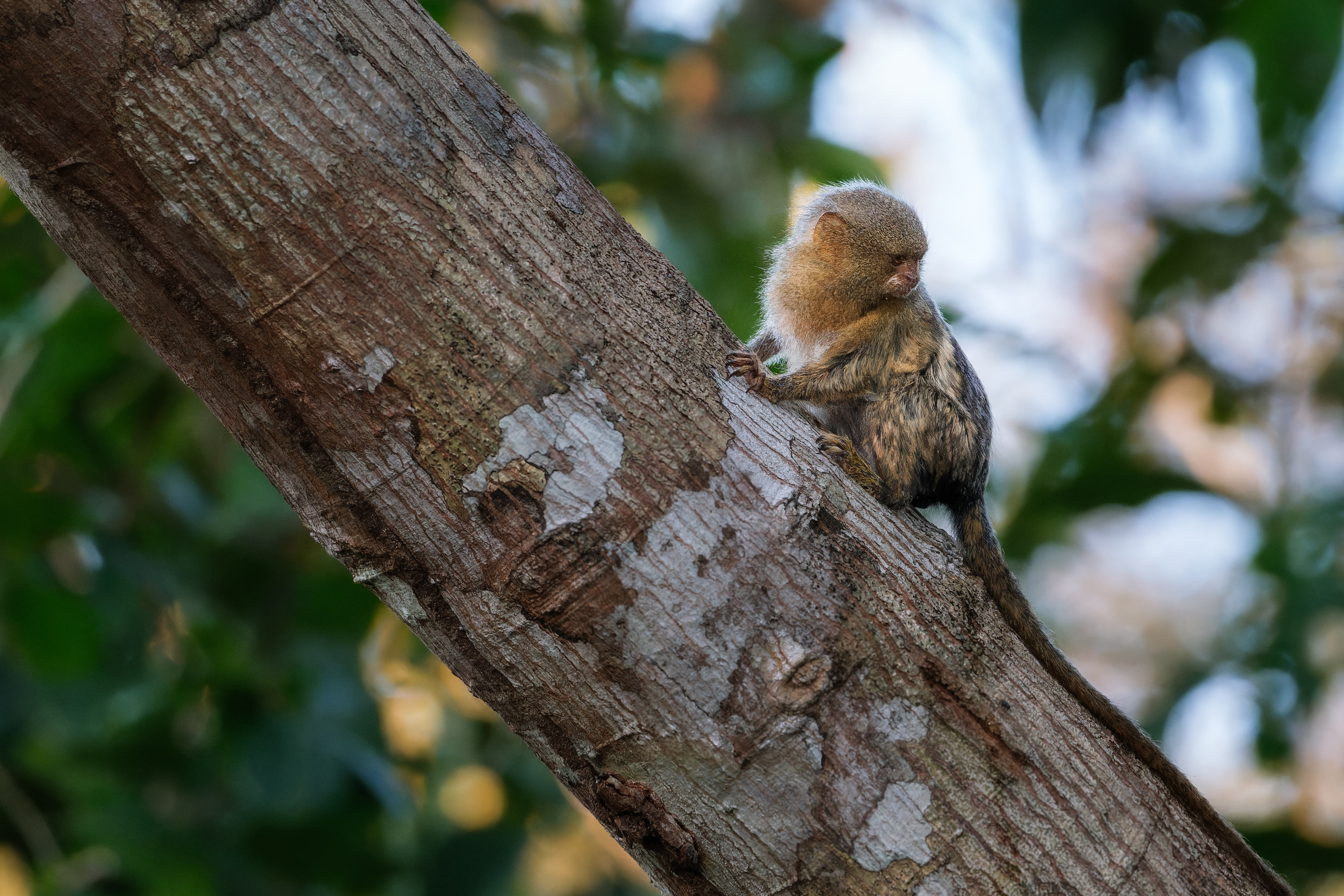 Pygmy marmoset (Cebuella niveiventris), Peru