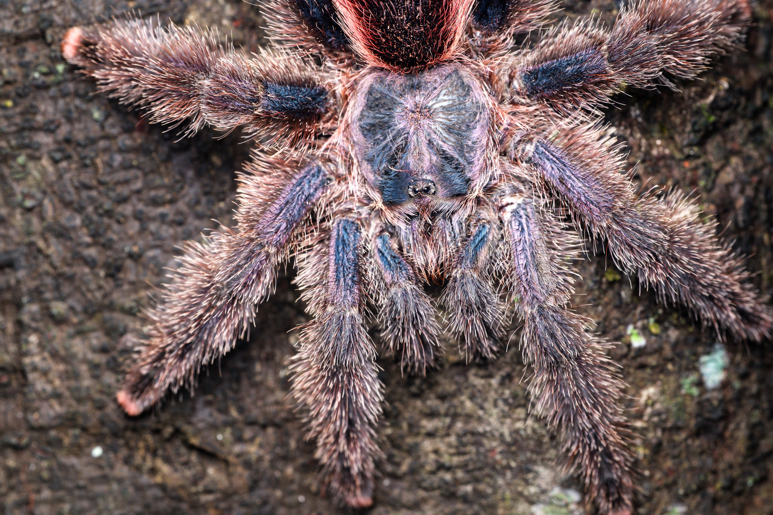 Pinktoe tarantula (Avicularia avicularia), Peru