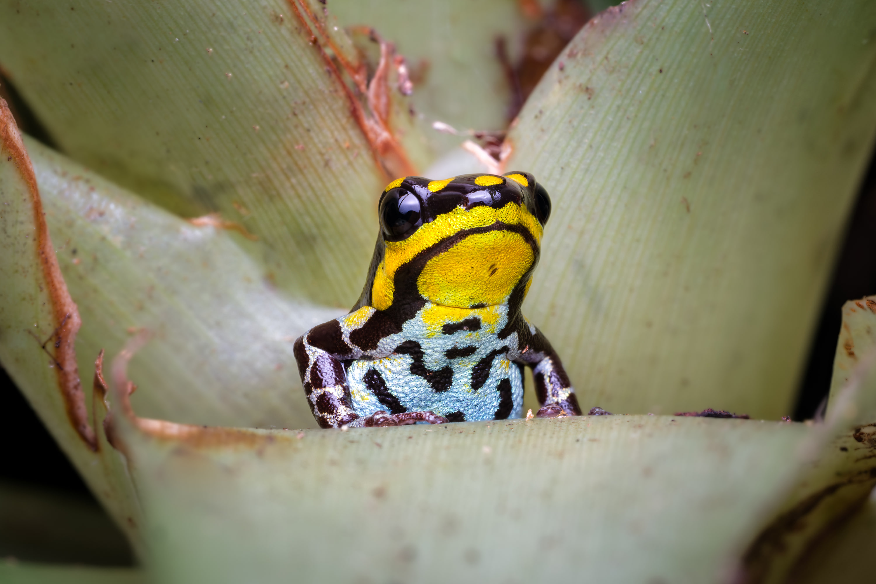 Poison dart frog (Ranitomeya flavovittata), Peru