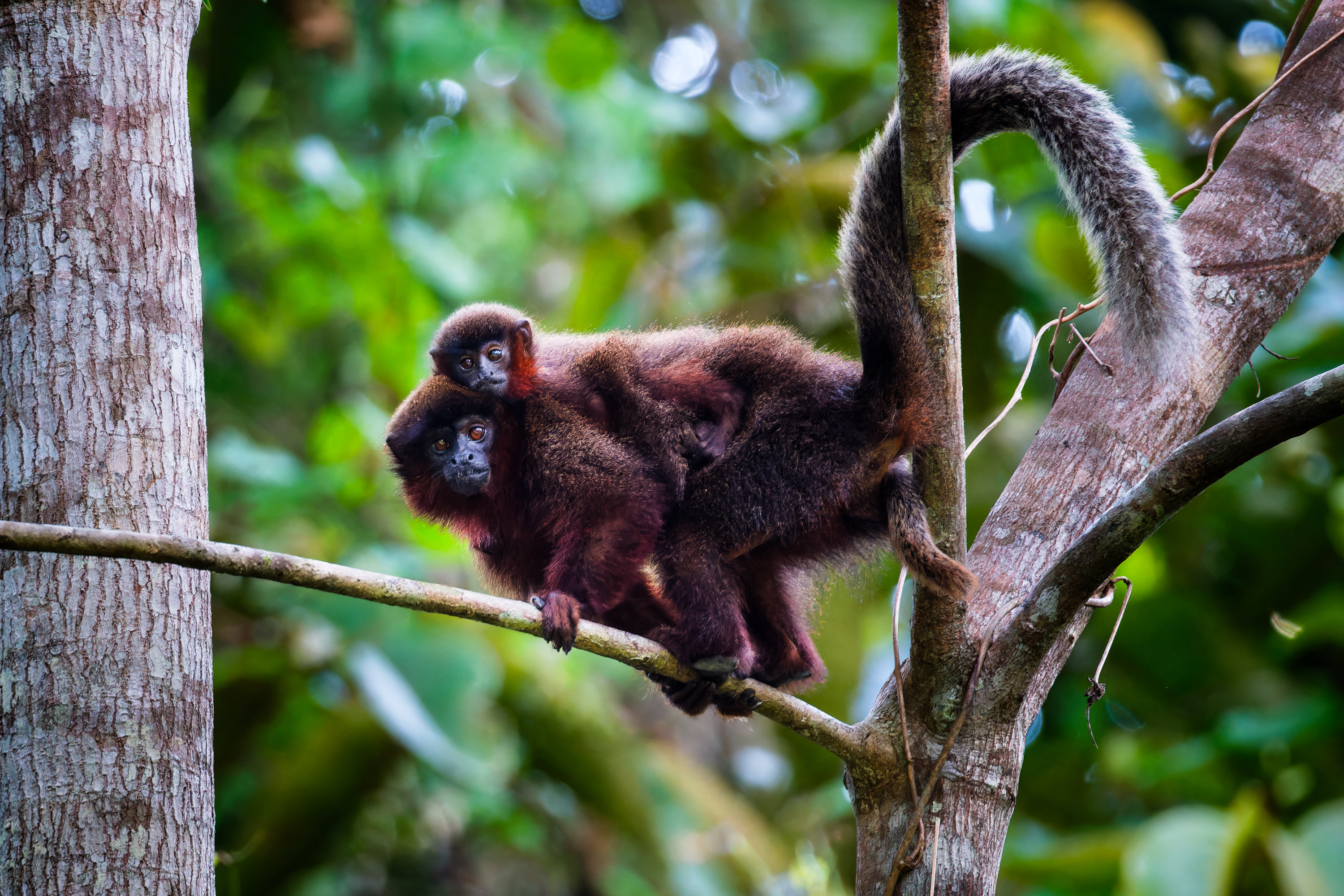 Coppery titi monkey (Plecturocebus cupreus), Peru