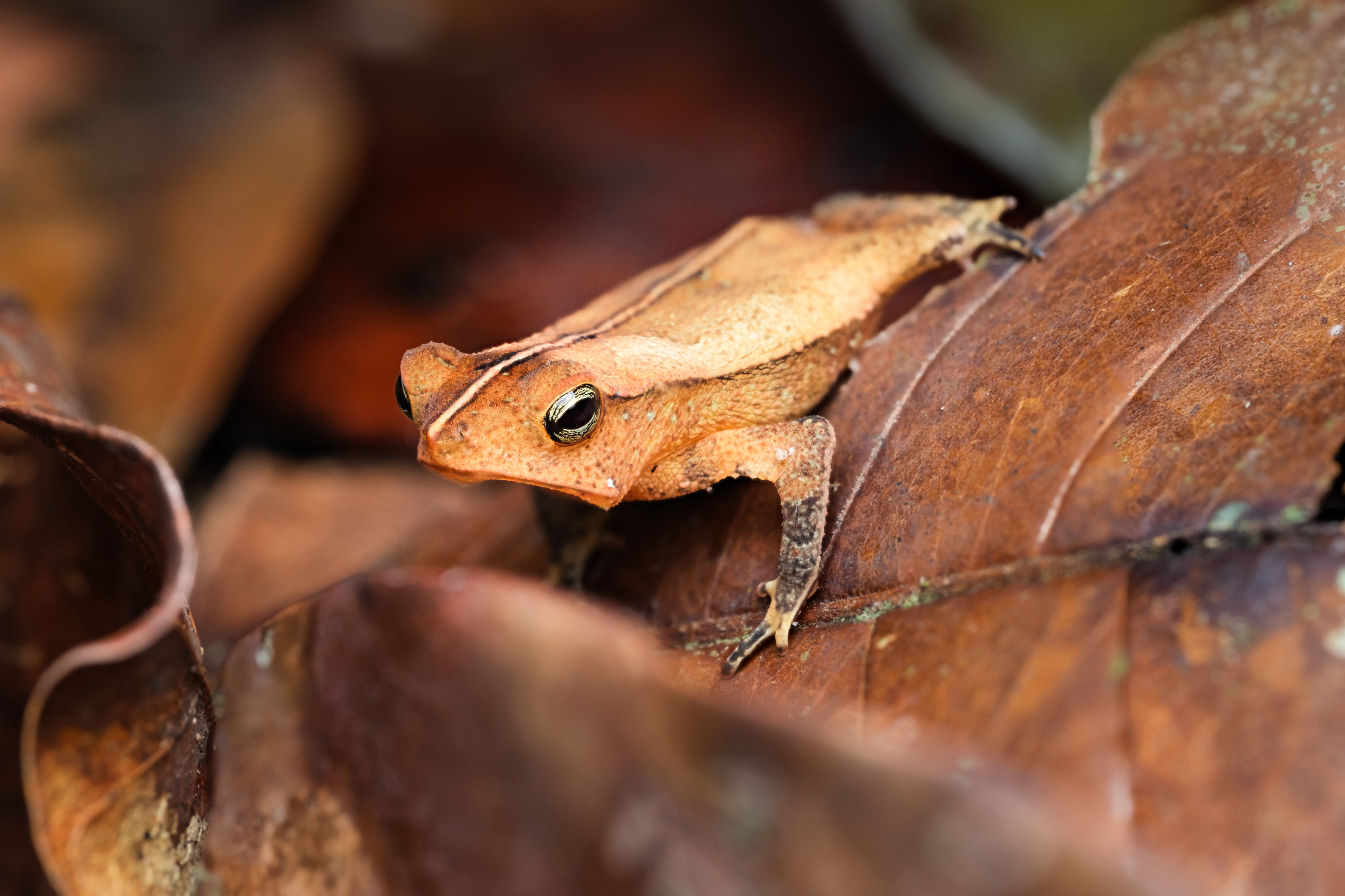 Crested forest toad (Rhinella margaritifera species complex), Peru
