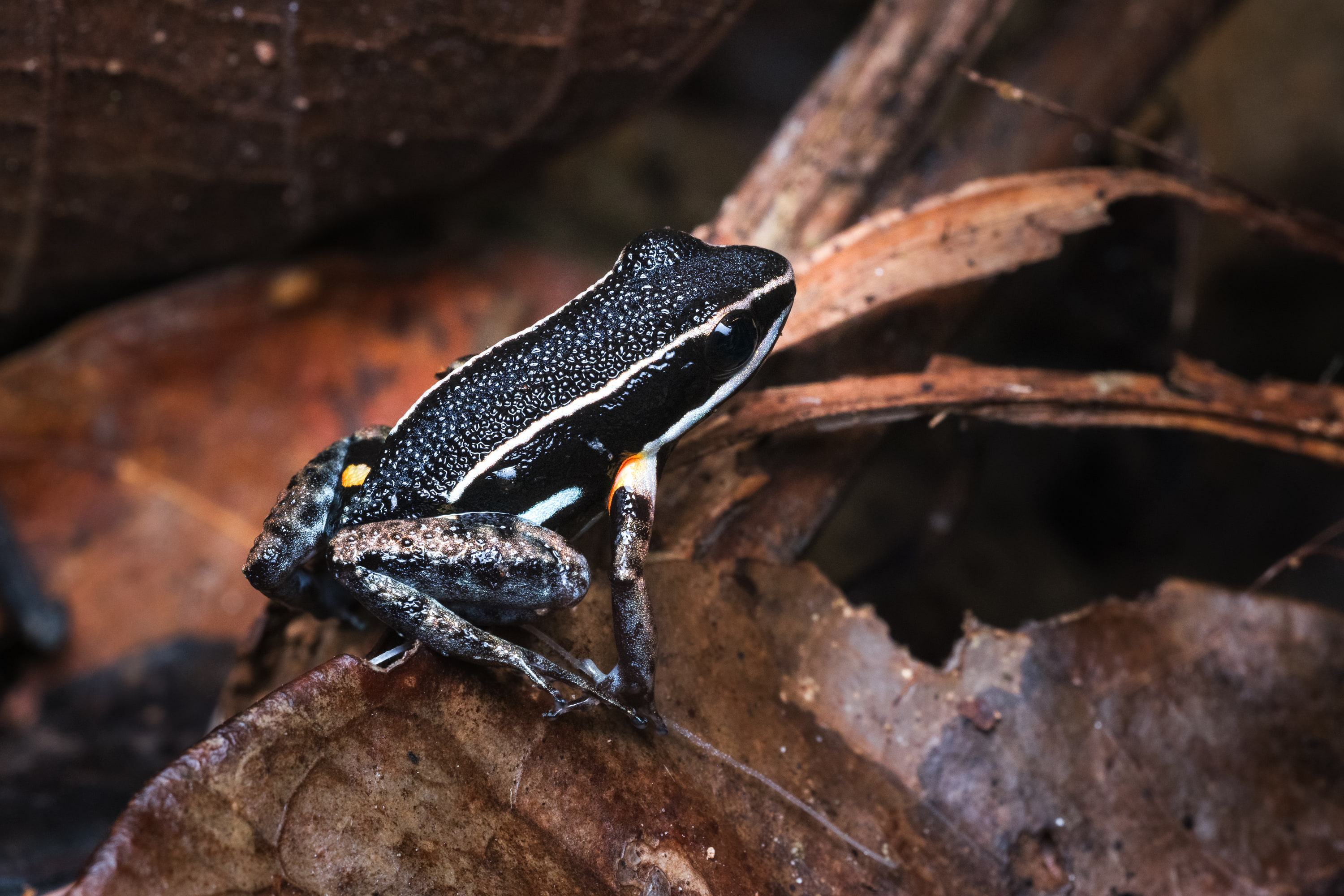 Brilliant-thighed poison frog (Allobates femoralis), Peru