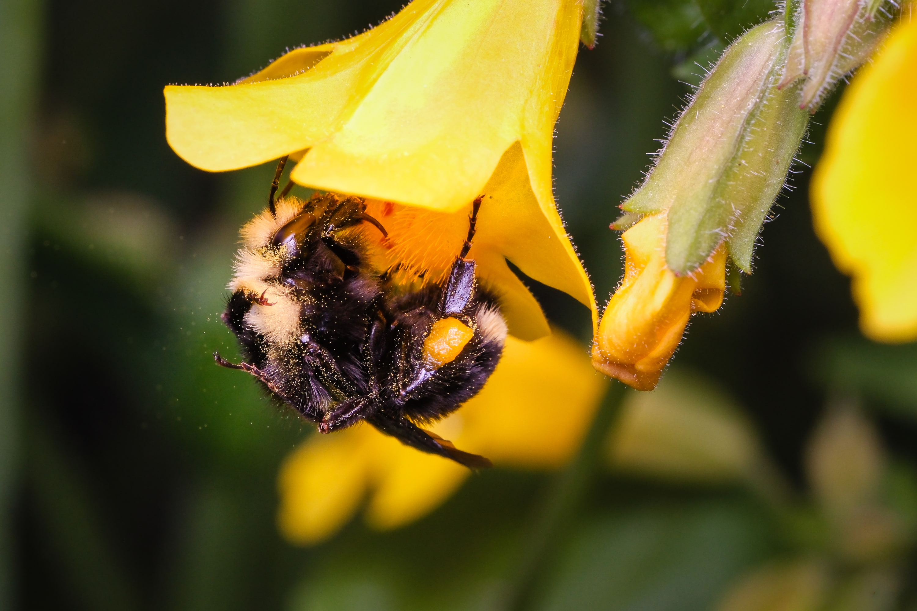Yellow-faced bumblebee (Bombus vosnesenskii), BC